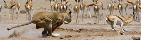 lion-chases-gazelle